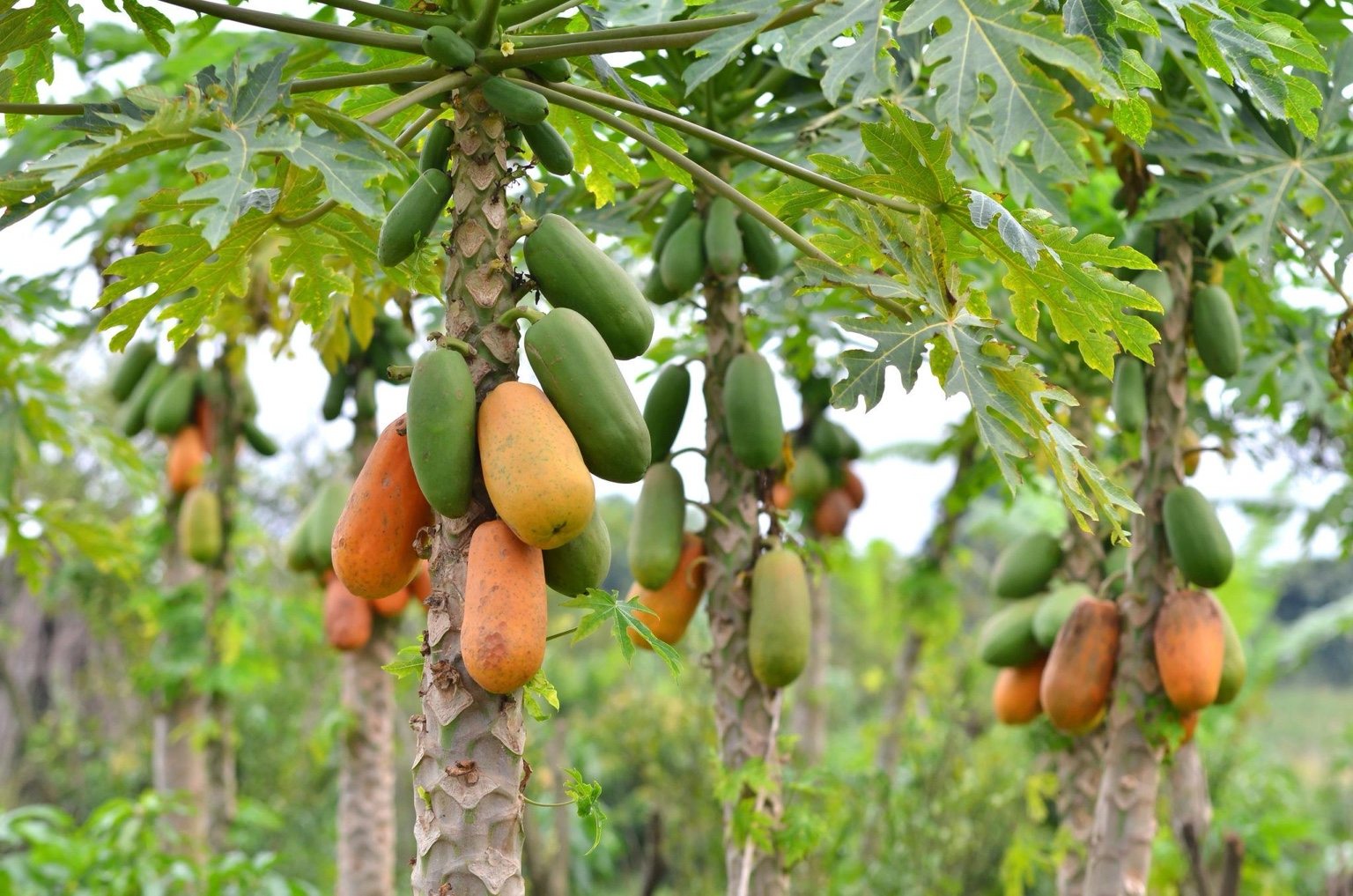 Papayers de Soleil de Casamance
